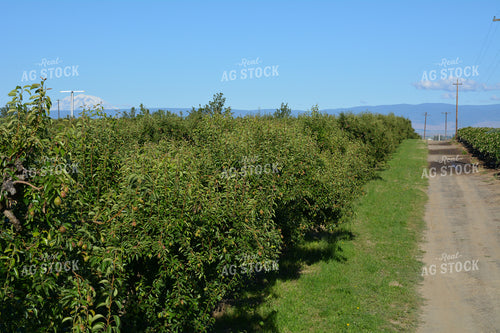 Orchard 198007
