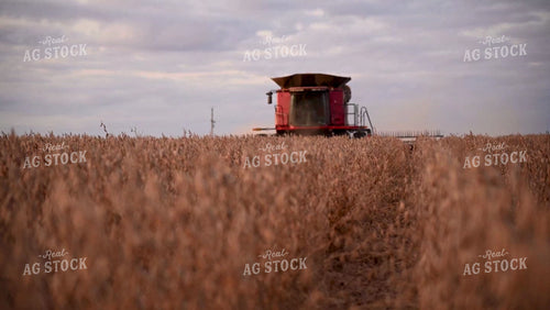 Close up of Combine Harvesting Soybeans - 516
