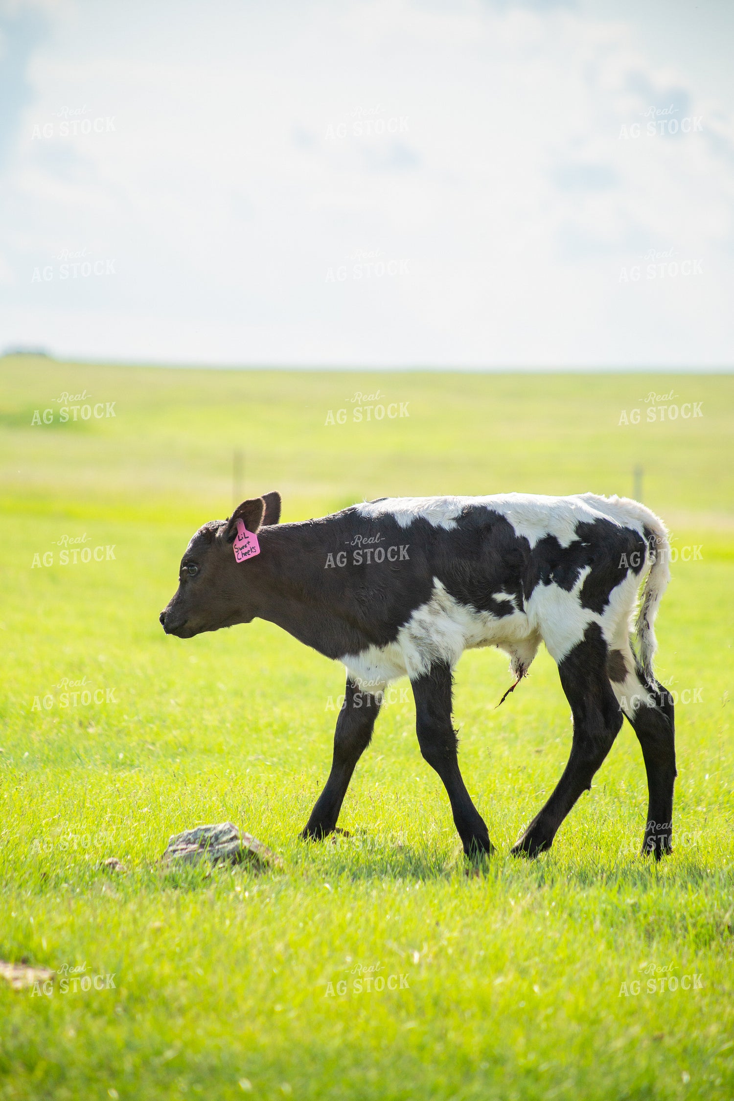 Longhorn Calf 155524