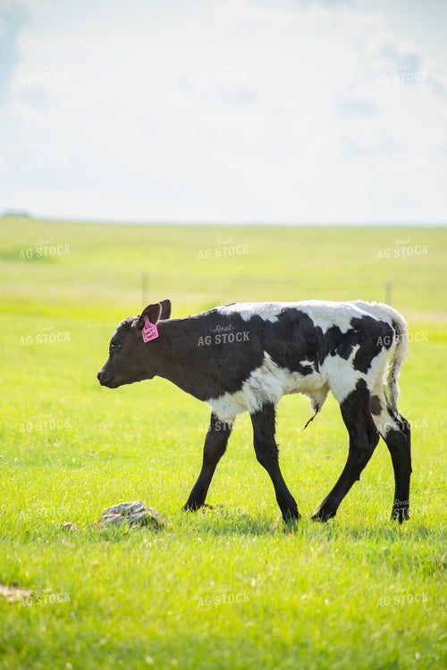 Longhorn Calf 155524