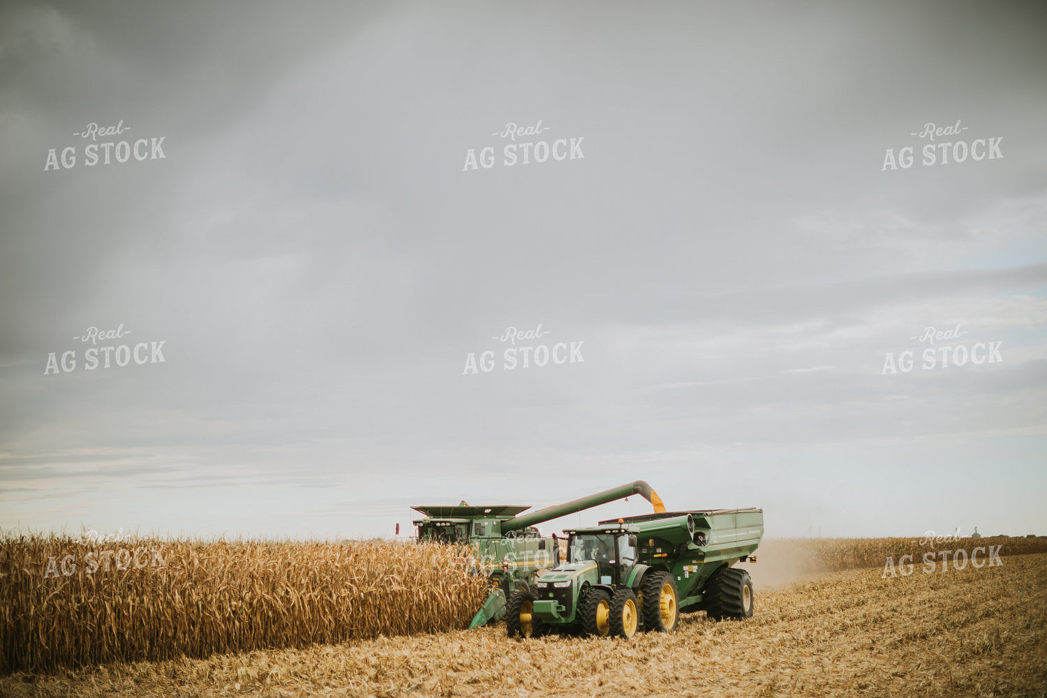 Corn Harvest 6648