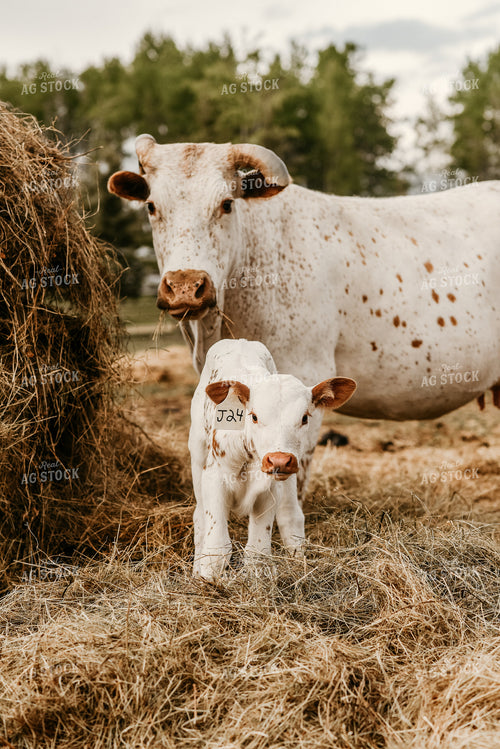 Calf in Pasture 64062