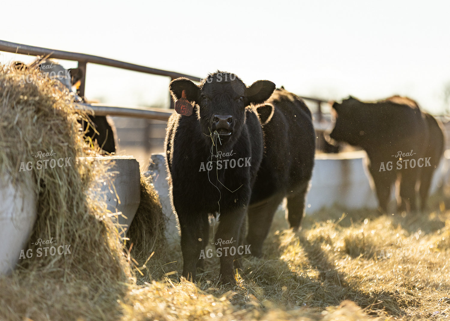 Angus Calf 264066