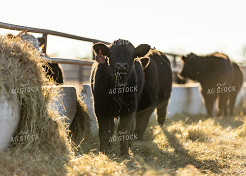 Angus Calf 264066