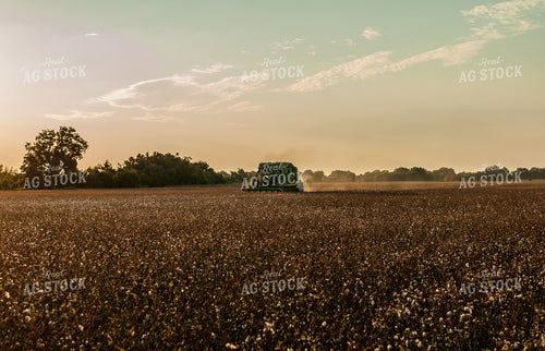 Cotton Harvest 59066