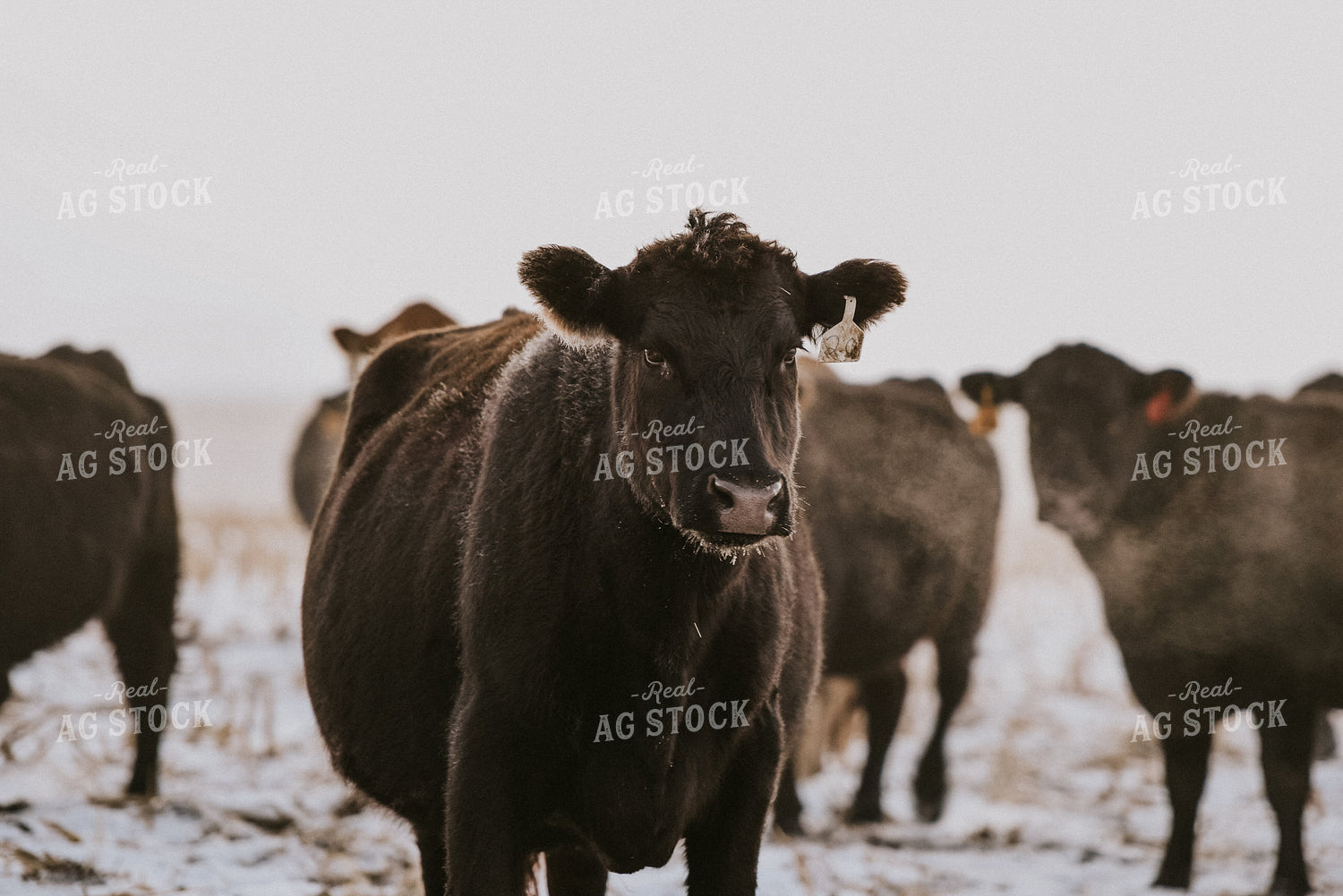 Cattle Grazing on Corn Stalks 68013