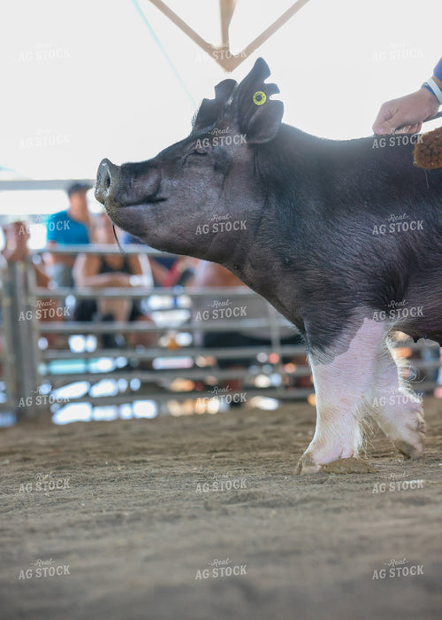 Showing Pigs 160269