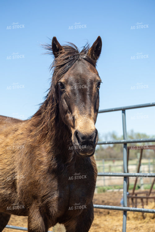 Horse 155590