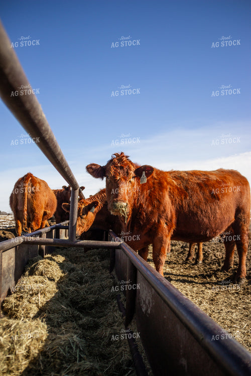 Cows Eating at Feedbunk 155139