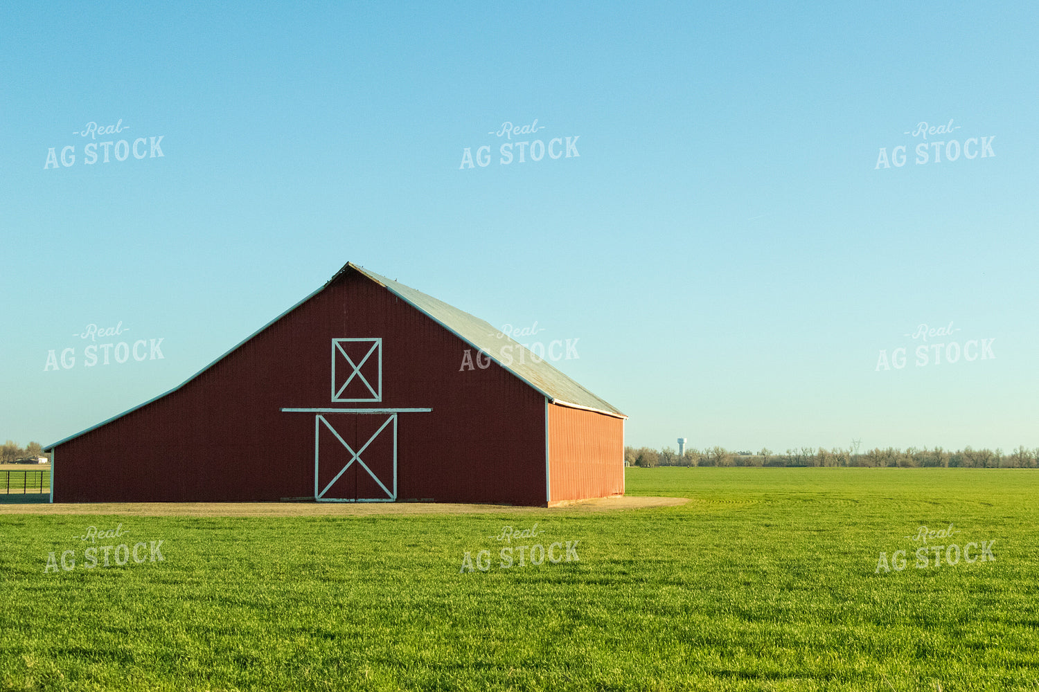 Canola Field 60071