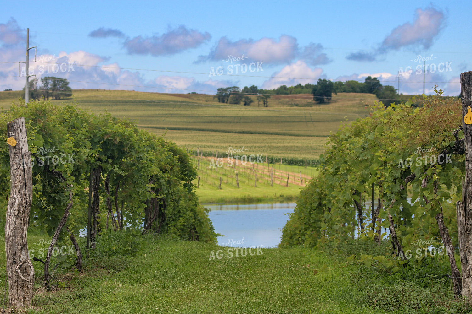 Vineyard 130035