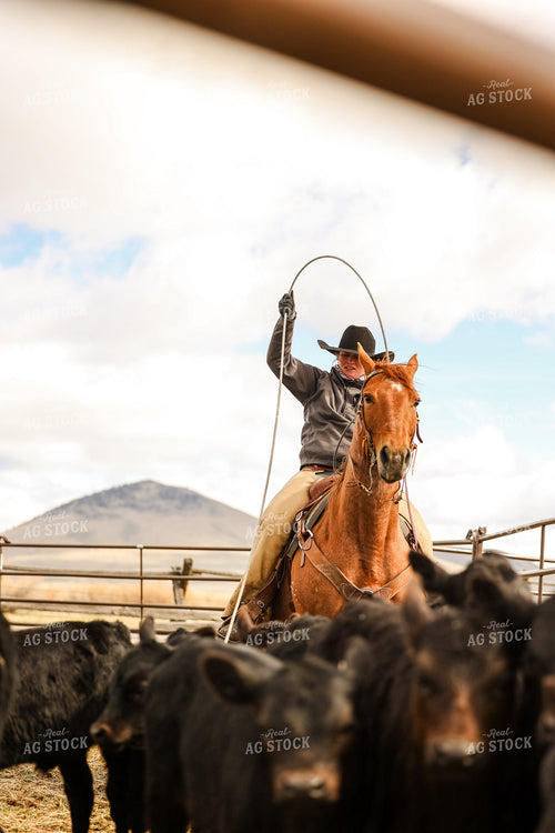 Female Rancher Roping Cattle on Horseback 225024