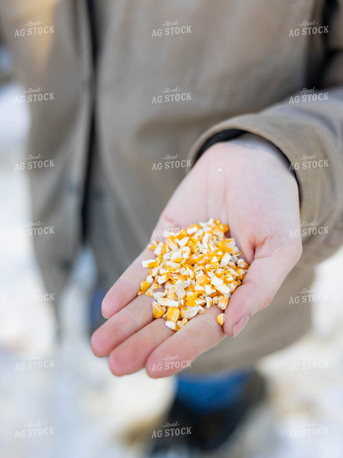 Handful of Corn Kernels 70212
