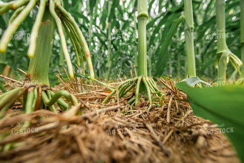 Corn Aerial Roots 270594