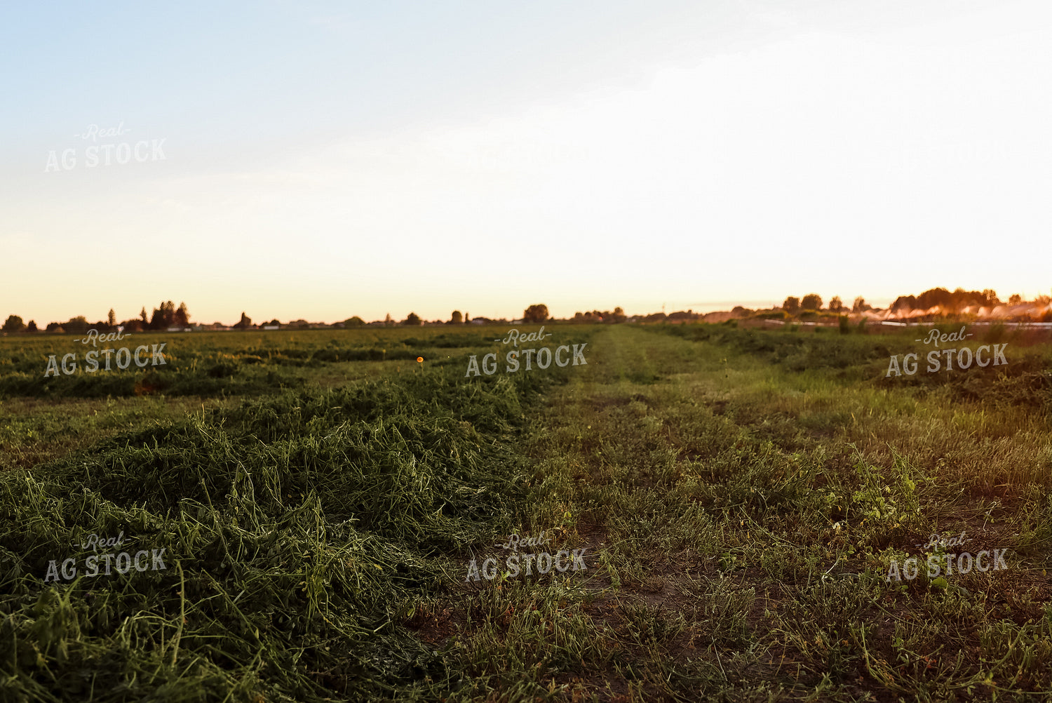 Windrowed Hay 83024