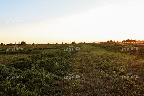 Windrowed Hay 83024