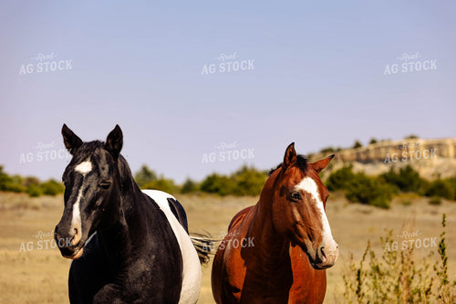 Horses 224009