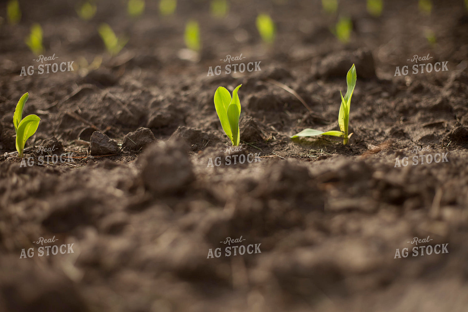 Corn - Early Growth 1176