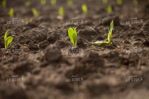 Corn - Early Growth 1176