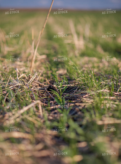 Cover Crop Field 76124