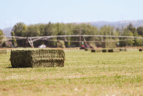 Square Bales in Field 83030