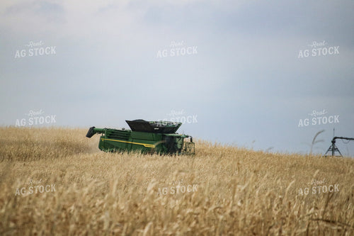 Corn Harvest 82160