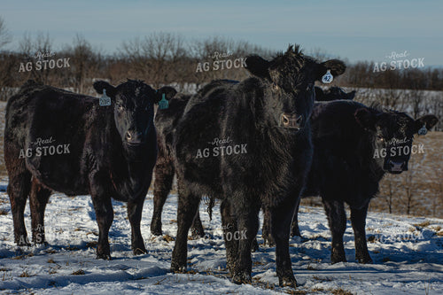 Cattle on Pasture 189013