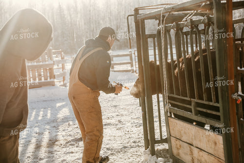 Farmer Giving Cow Medicine 64309