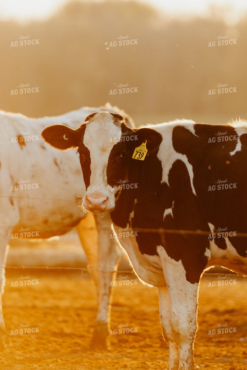 Holstein Cow in Farmyard 68152