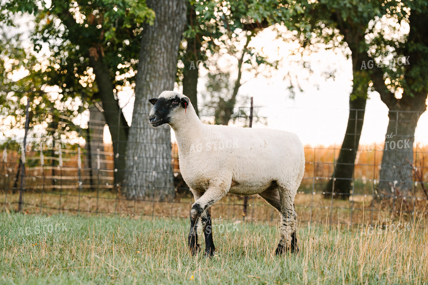 Sheep 68302