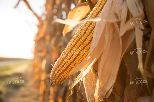 Dried Corn in Field 93038