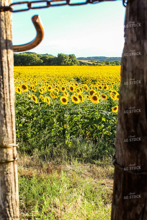 Sunflower Field 237003