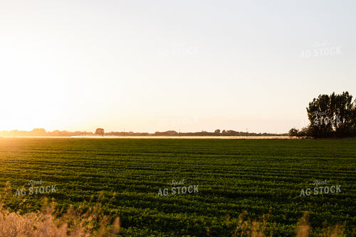 Alfalfa Field at Sunset 83066