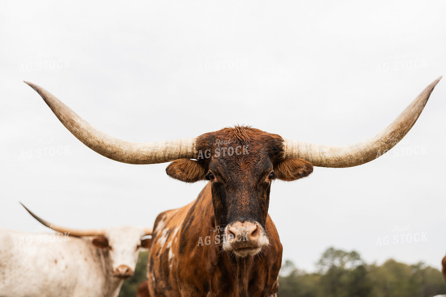 Longhorn Cattle 256011