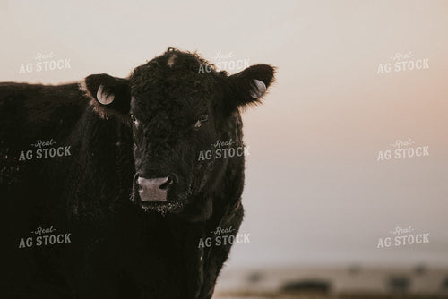 Snowy Angus Cattle 68008