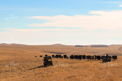 Moving Cattle Herd 299120