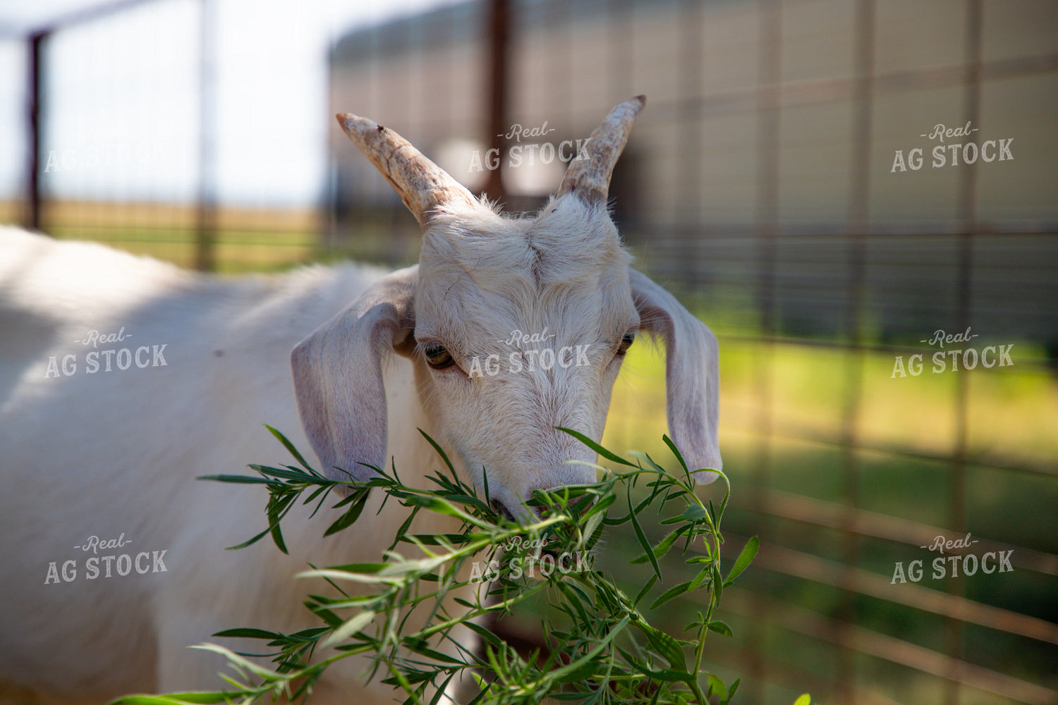 Goat 208065