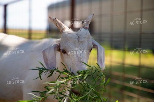 Goat 208065
