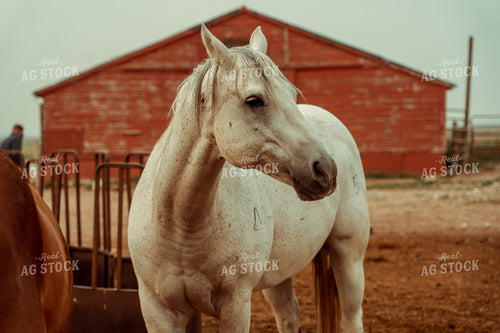 Ranch Horse 58134