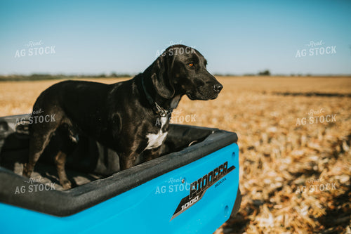 Farm Dog in Side by Side Bed 4675