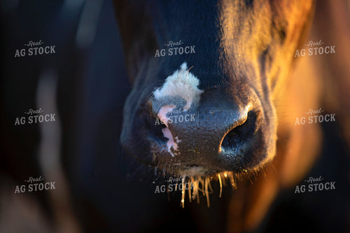 Holstein Cow Nose 55350