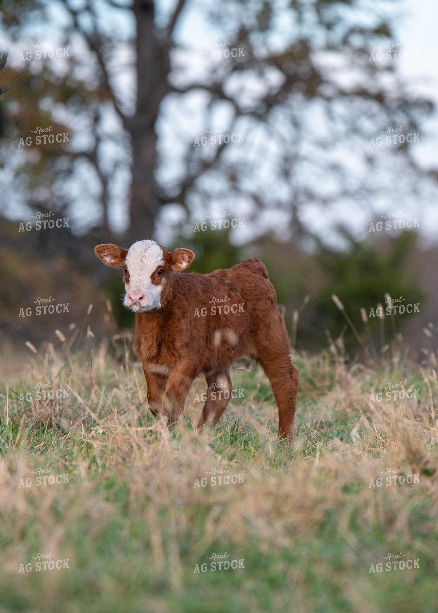 Crossbred Calf 193051