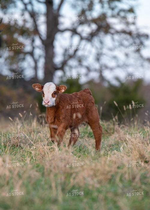 Crossbred Calf 193051