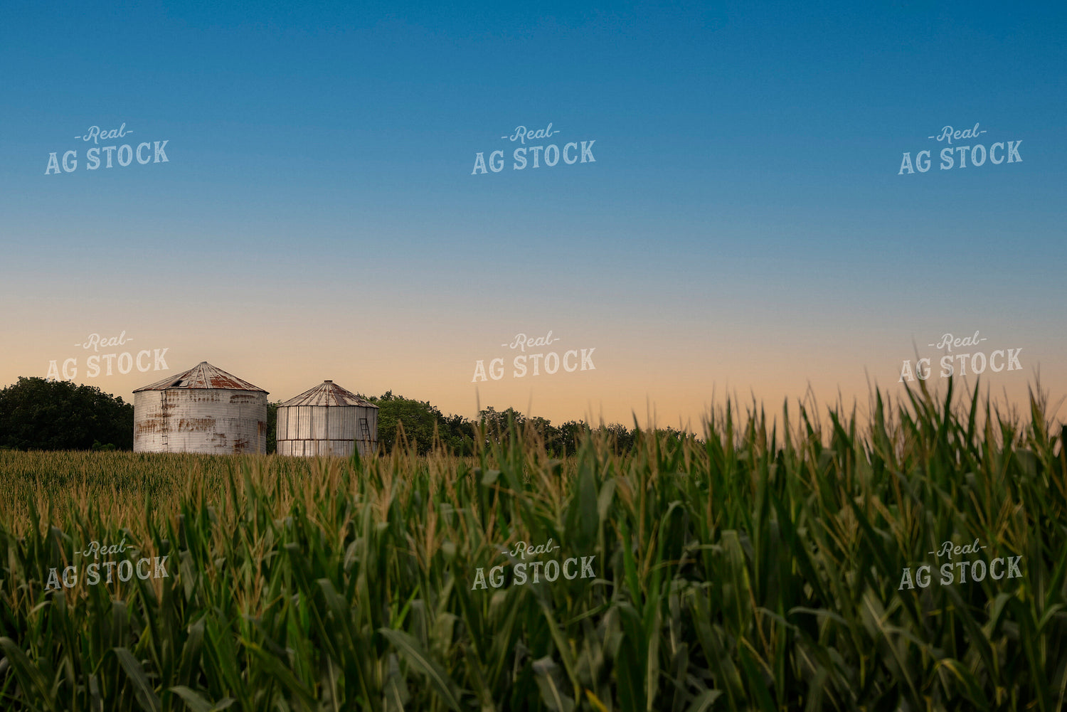 Mid-Season Corn Field 129138