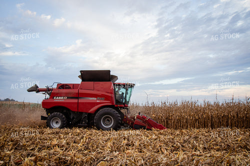 Corn Harvest 268213