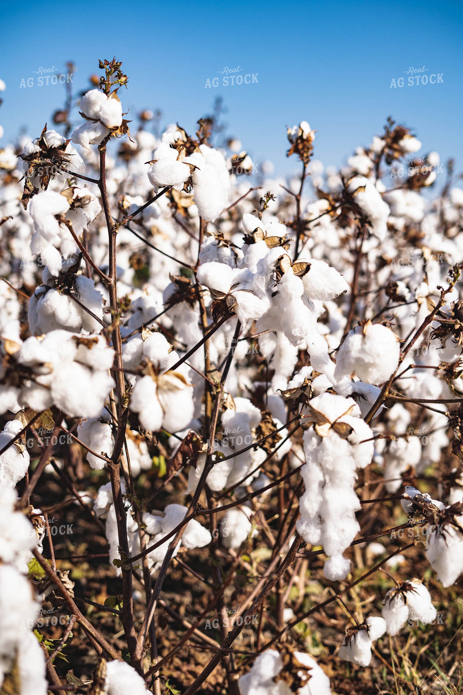 Cotton 91021