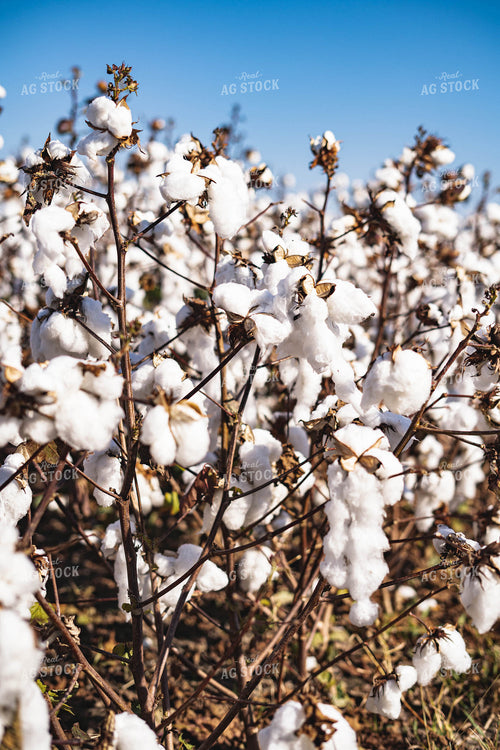 Cotton 91021
