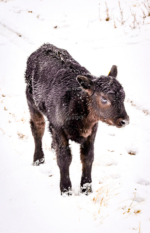 New Calf in Snow 56286