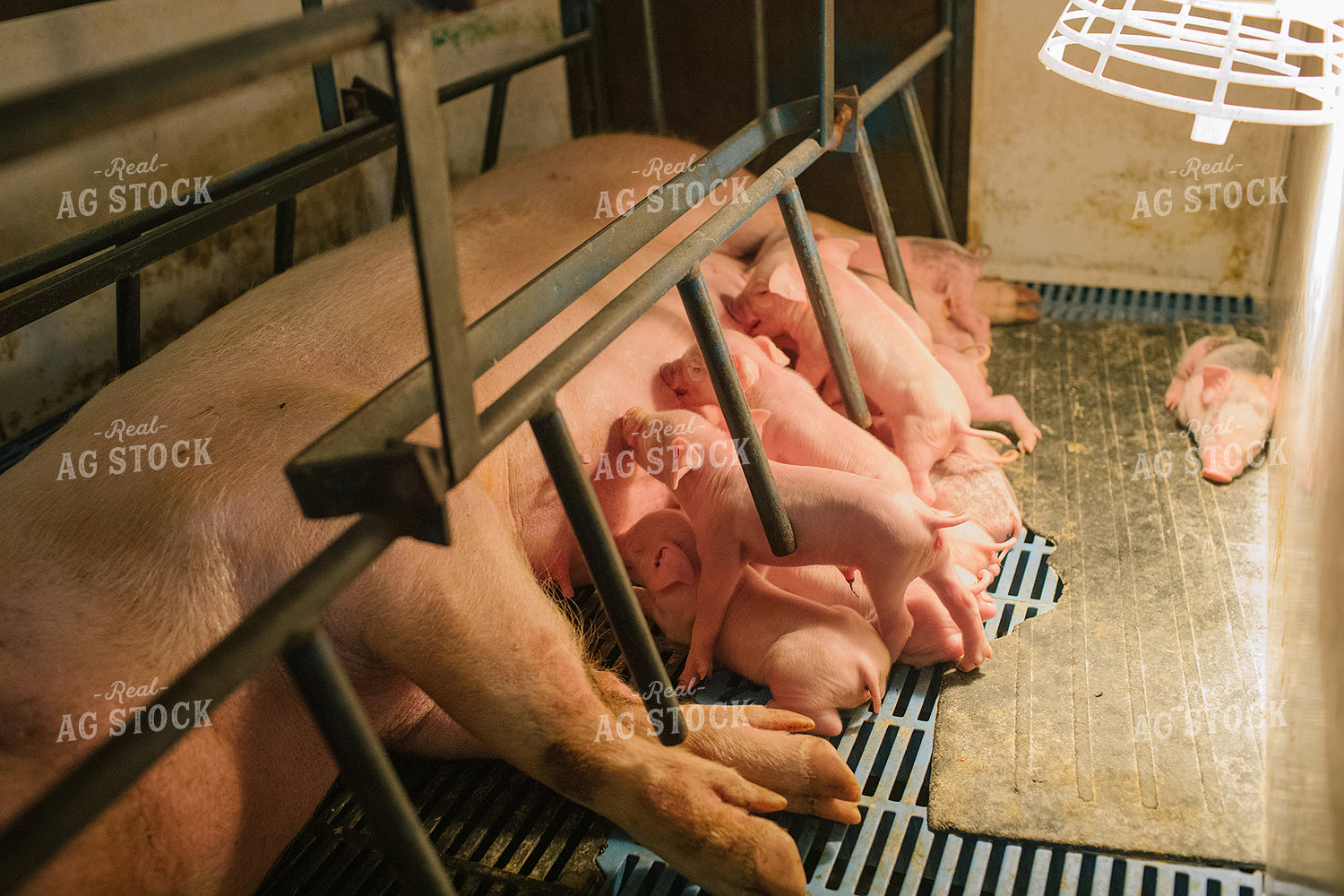 Piglets and Sow in Farrowing Stall 3239