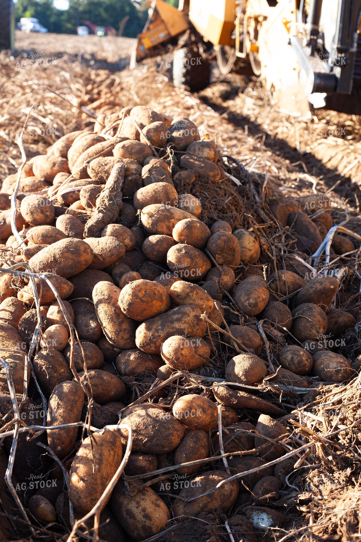 Potato Harvest 132193
